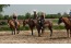 Guesthouse Ride by the Sea op 800 meter van het Walcherse strand van Dishoek VMP060